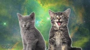 آهنگ خوندن گربه ها در فضا
