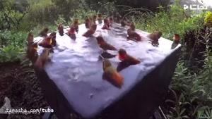 گردهمایی مرغ های مگسخوار در استخر