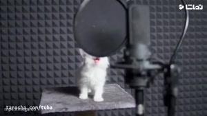آهنگسازی شنیدنی با "میو میو" گربه ها
