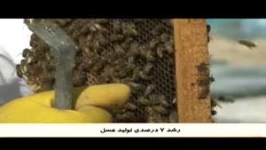 افزایش تولید عسل در استان ایلام