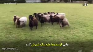 وقتی گله‌ی گوسفند علیه سگ شورش می‌کنند.