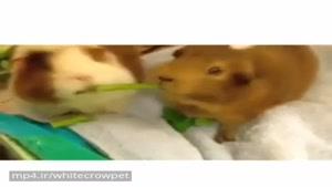 خوکچه همستر های بانمک