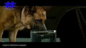 فیلم اسلوموشن (صحنه آهسته) زیبای آب خوردن سگ با دوربین فوق سریع