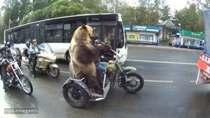 موتور سواری خرس در روسیه!