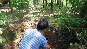 چطوری از جنگل یک درخت مناسب برای بونسای پیدا کنیم