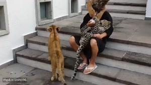 بچه داری به سبک گربه سانان بزرگ