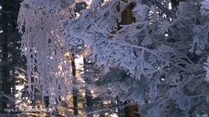زیبایی های فصل زمستان | نمایش طبیعت سفید پوش