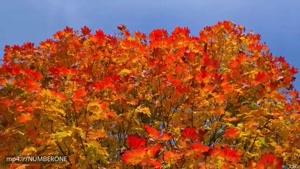 جادوی طبیعت | نمایش زیبایی های فصل پاییز