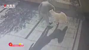 حمله سگ به عابر پیاده