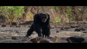 مستند خاندان ها 1 - شامپانزه