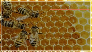 آموزش پرورش زنبور عسل بصورت کامل