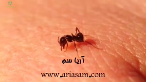تصاویر حیرت انگیز مورچه های گوشت خوار!!