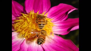  فروش عسل طبیعی وارگانیک و درمانی