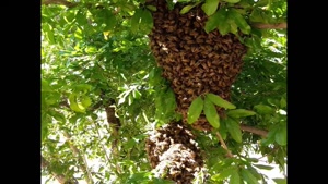 فروش عسل طبيعي و ارسال به سراسر ايران