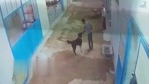 لحظه حمله سگ به مرد جوان در شهرستان برخوار اصفهان