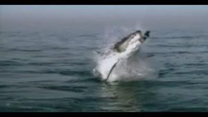 سایت دالفک شکار نهنگ قاتل