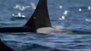 سایت دالفک شکار وال توسط نهنگ های قاتل