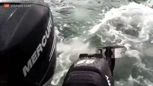 سایت دالفک حمله نهنگ قاتل به شیر های دریایی