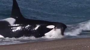 سایت دالفک شکار شگفت انگیز نهنگ قاتل در ساحل