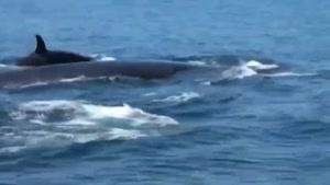 سایت دالفک نهنگهای قاتل به شکار نهنگ میروند