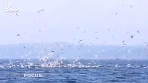 سایت دالفک نهنگ قاتل مرغ هوا را شکار کرد