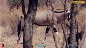  پارک ملی نامیب، حیات وحش و طبیعتی هیجان انگیز آفریقا - بوکینگ پرشیا