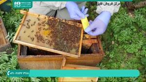 زنبورداری مدرن از صفر تا صد | محصور کردن ملکه
