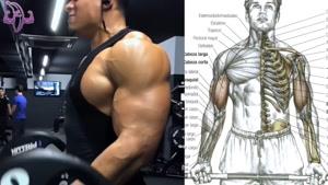 آموزش 6 تمرین بدنسازی برای جلو بازو