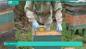 برپایی اولین کلونی زنبور عسل