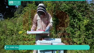 آموزش نصب تله گرده در کندو زنبور عسل