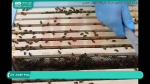 تکانی در زنبورداری نوین چست و چرا آن را انجام می دهیم؟