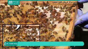 آموزش زنبورداری توسط حرفه ای های زنبورداری ایران