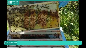 تشخیص بیماری نوزاد مریض در کندو زنبور عسل