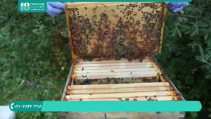 تکثیر کندو های زنبور عسل قسمت 2