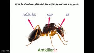 آنچه درباره مورچه ها نمی دانید