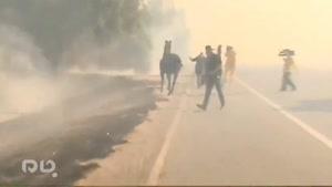  رفتار عاشقانه یک اسب در آتش سوزی‌های کالیفرنیا