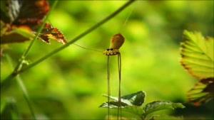 انیمیشن زندگی خصوصی حشرات فصل 1 قسمت یک