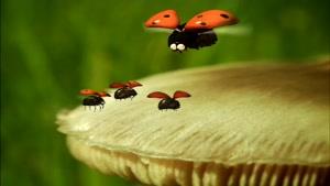 انیمیشن زندگی خصوصی حشرات فصل 1 قسمت پنجاه و شش