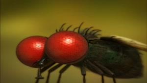انیمیشن زندگی خصوصی حشرات فصل 1 قسمت بیست و سه