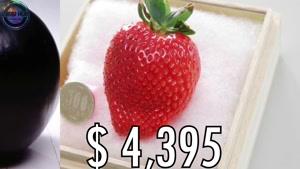 خاص ترین و گران قیمت ترین میوه های جهان 