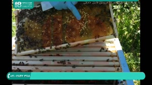 نحوه تشخیص کلونی بیمار در زنبورداری بطور مرحله به مرحله