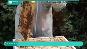 آموزش زنبورداری نوین - پرورش ملکه