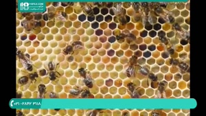 استفاده از تکانی ها برای افزایش تولید عسل