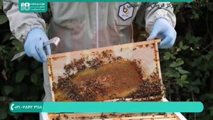 آموزش زنبورداری برای افراد مبتدی