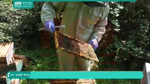 فیلم آموزشی بازدید از کلونی زنبور عسل