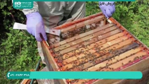 آموزش علمی زنبورداری برای مبتدیان