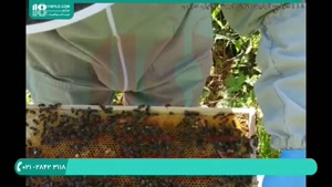 راه های شروع زنبورداری برای مبتدیان