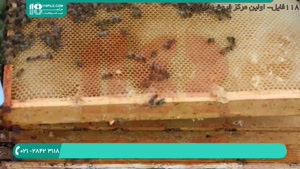 تقویت جمعیت های کلونی زنبوران عسل ضعیف در بهار