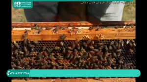 اقداماتی که در طول بیماری زنبوردارن باید انجام دهند قسمت 1
