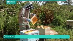 چگونگی تولید عسل طبیعی قسمت 2